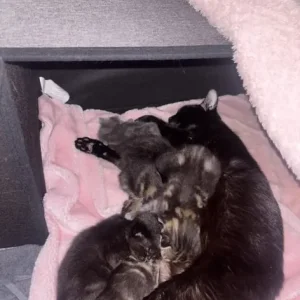 X3 kittens for sale - Image 6