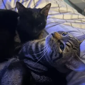 X3 kittens for sale - Image 7