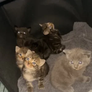 X3 kittens for sale - Image 8