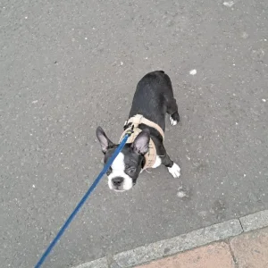 Boston terrier pupoy