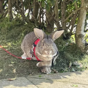 Male rabbit ‼️SOLD‼️ - Image 2