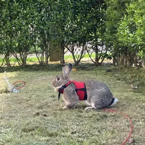 Male rabbit ‼️SOLD‼️ - Image 3