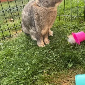 Male rabbit ‼️SOLD‼️