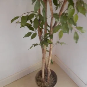 Decorative artificial Ficus Tree with pot: 230 cm high - Image 2