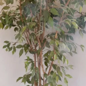 Decorative artificial Ficus Tree with pot: 230 cm high - Image 3