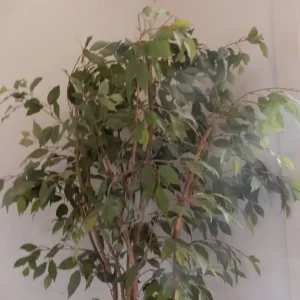 Decorative artificial Ficus Tree with pot: 230 cm high - Image 4