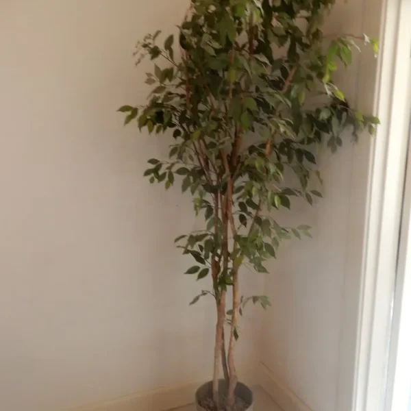 Decorative artificial Ficus Tree with pot: 230 cm high