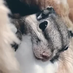 Himalayan striped squirrel - Image 2