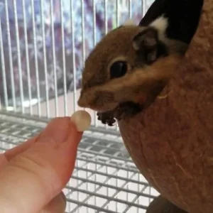 Himalayan striped squirrel - Image 3