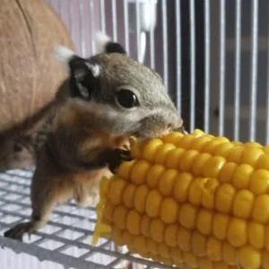 Himalayan striped squirrel - Image 4
