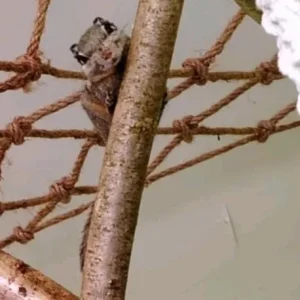 Himalayan striped squirrel - Image 6