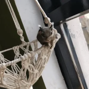 Himalayan striped squirrel - Image 7