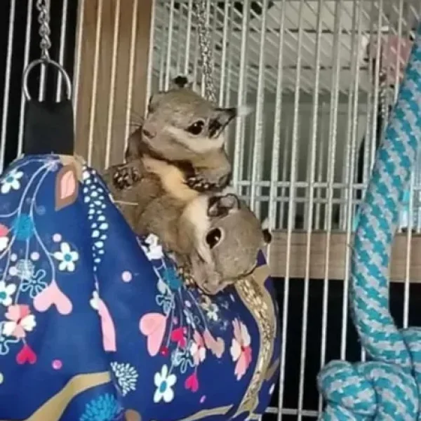 Himalayan striped squirrel