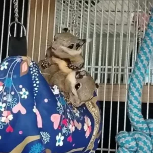 Himalayan striped squirrel