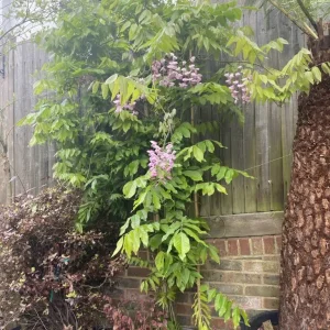 Rare Pink Wisteria Standard Tree. Much bigger than pics shows - Image 2