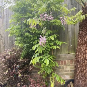 Rare Pink Wisteria Standard Tree. Much bigger than pics shows