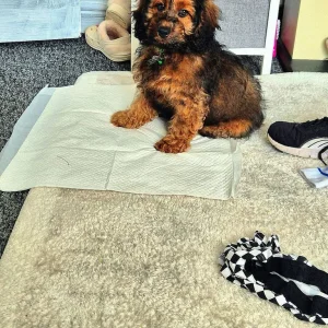 F1b cockapoo - Image 2