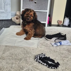 F1b cockapoo - Image 3