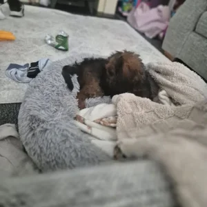 F1b cockapoo - Image 4