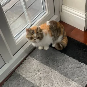 Exotic Short Hair - Image 2