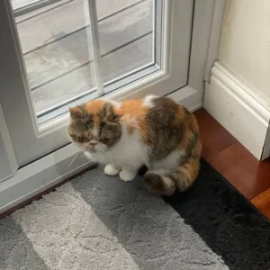 Exotic Short Hair - Image 3