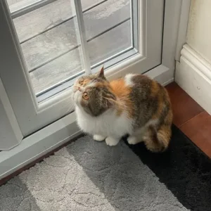 Exotic Short Hair - Image 4