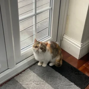 Exotic Short Hair - Image 5