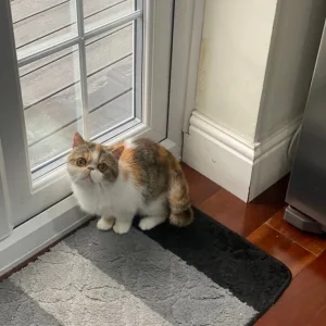 Exotic Short Hair - Image 6