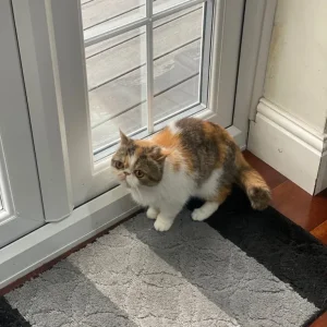 Exotic Short Hair - Image 7