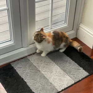 Exotic Short Hair - Image 8