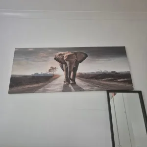 Elephant picture