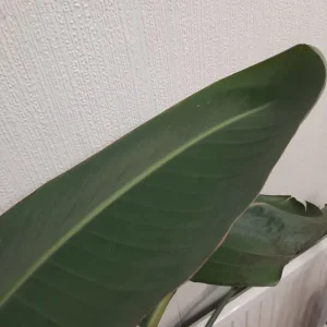 Bird of Paradise Plant - Image 2