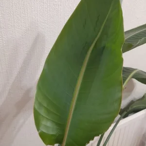 Bird of Paradise Plant - Image 3