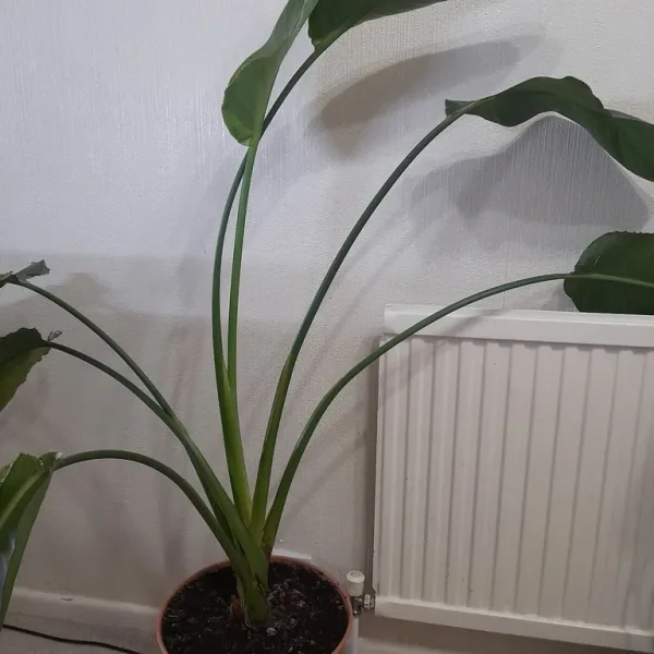 Bird of Paradise Plant