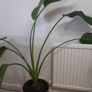 Bird of Paradise Plant