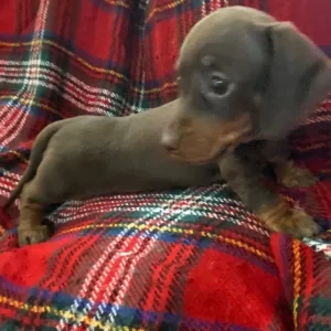 Miniature dachshund puppies smoothed haired - Image 3