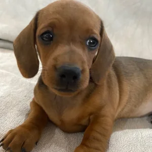Miniature dachshund puppies smoothed haired - Image 4