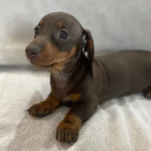 Miniature dachshund puppies smoothed haired - Image 5