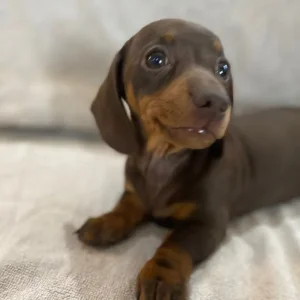 Miniature dachshund puppies smoothed haired - Image 6