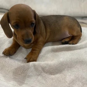 Miniature dachshund puppies smoothed haired - Image 7
