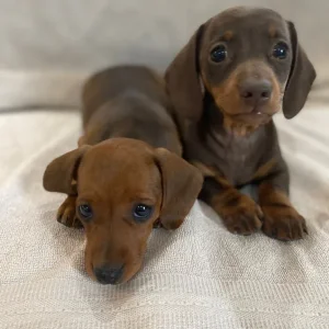 Miniature dachshund puppies smoothed haired - Image 8