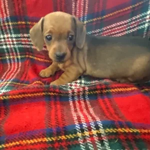 Miniature dachshund puppies smoothed haired