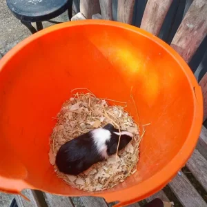 Guinea Pigs (Female) - Image 2