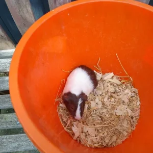 Guinea Pigs (Female) - Image 3
