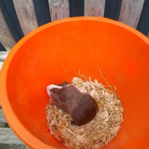 Guinea Pigs (Female) - Image 4