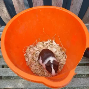 Guinea Pigs (Female) - Image 5