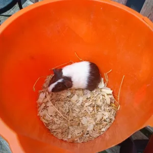 Guinea Pigs (Female) - Image 6