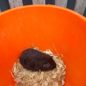 Guinea Pigs (Female)
