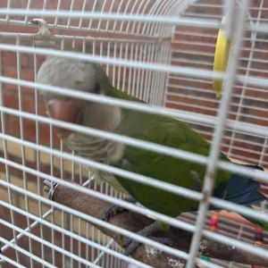 Fully Tamed Quaker - Image 2