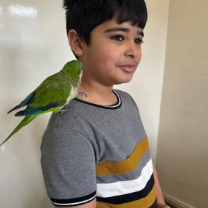 Fully Tamed Quaker - Image 3